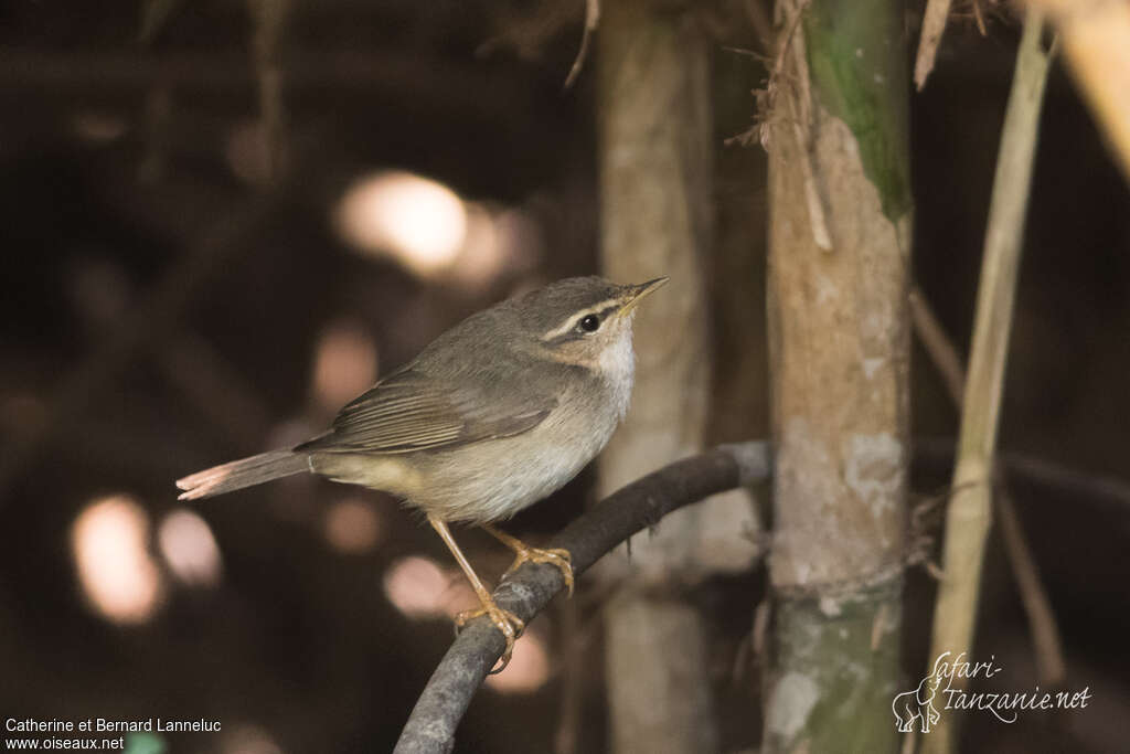 Pouillot de Milne-Edwardsadulte, identification