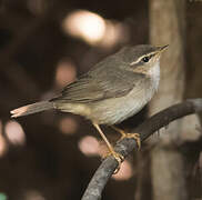 Yellow-streaked Warbler