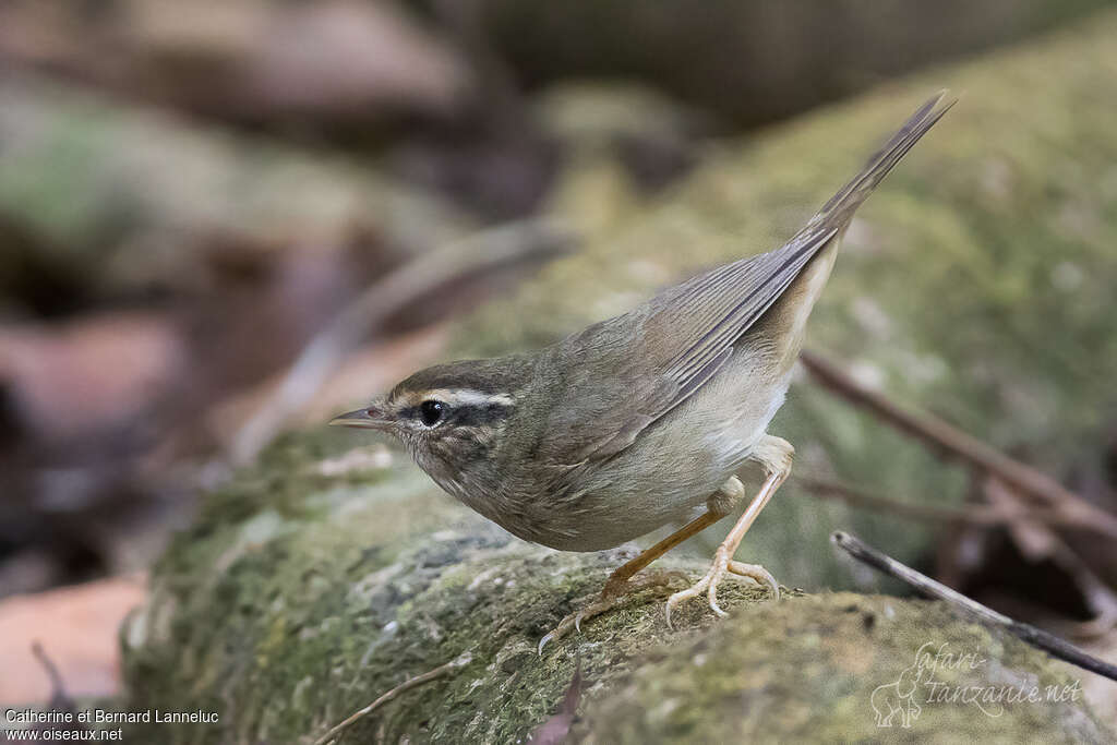 Pouillot de Schwarzadulte, identification