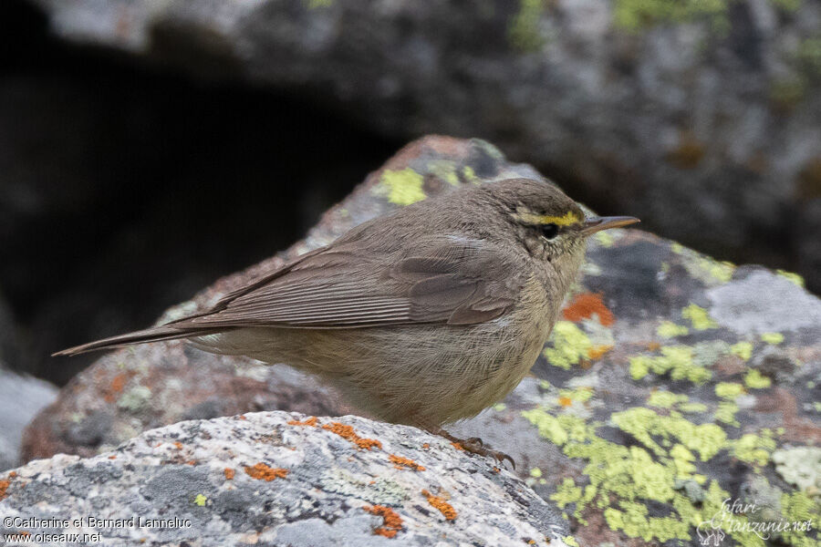 Sulphur-bellied Warbleradult, identification