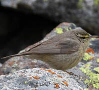 Sulphur-bellied Warbler