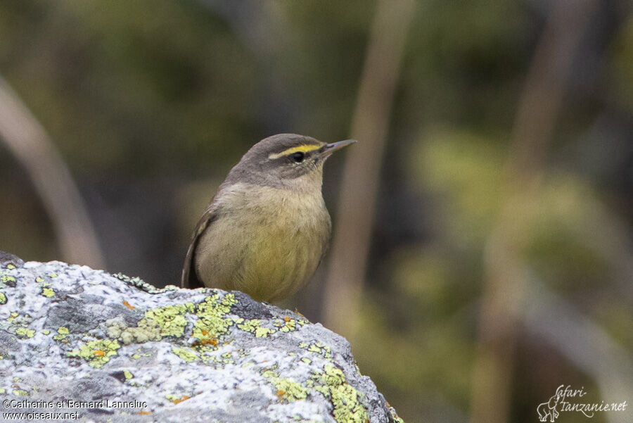 Sulphur-bellied Warbleradult