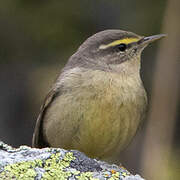 Sulphur-bellied Warbler