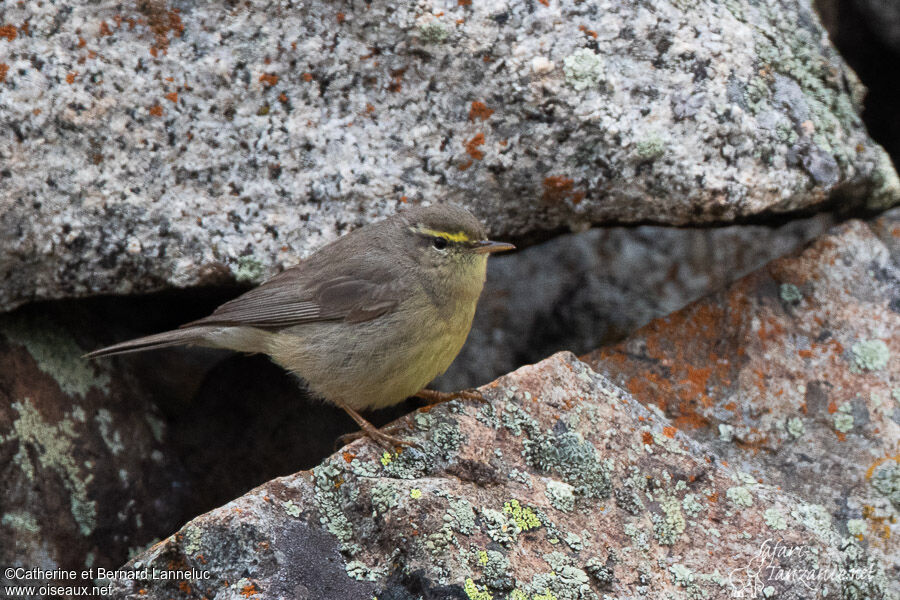 Pouillot griséoleadulte, habitat