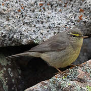 Sulphur-bellied Warbler