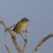 Common Chiffchaff