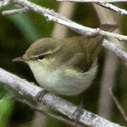 Greenish Warbler