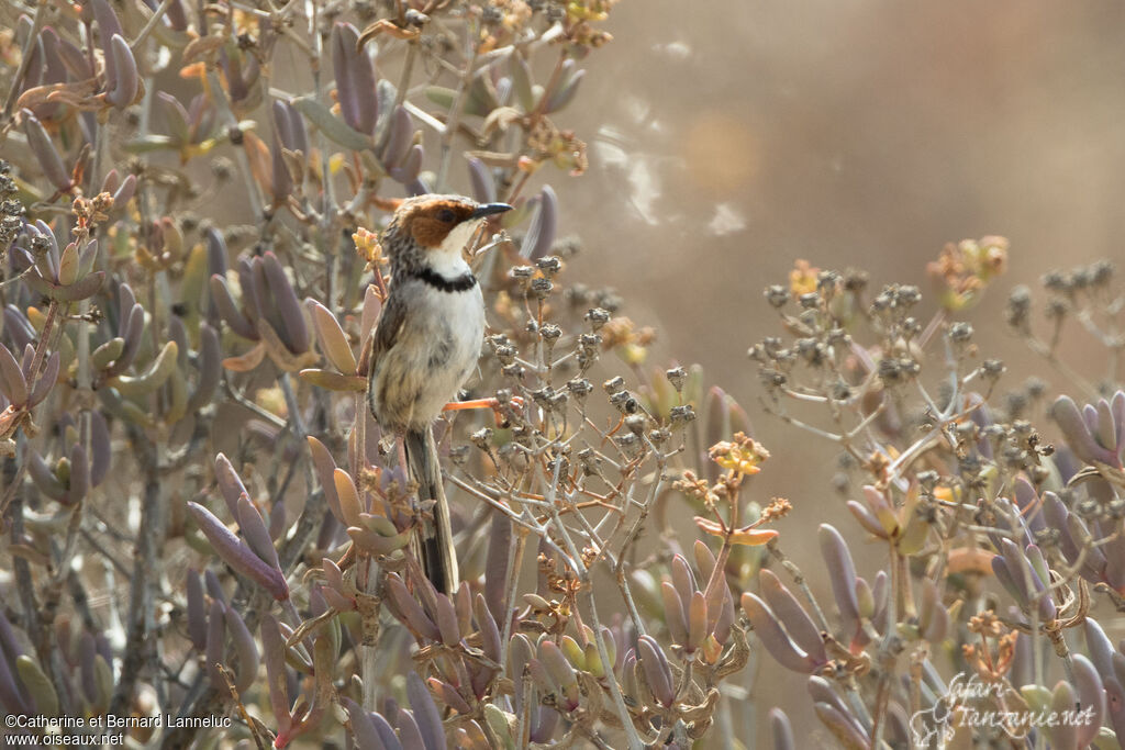 Rufous-eared Warbleradult, identification