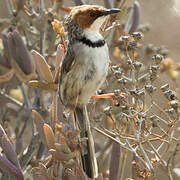 Rufous-eared Warbler