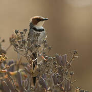 Rufous-eared Warbler