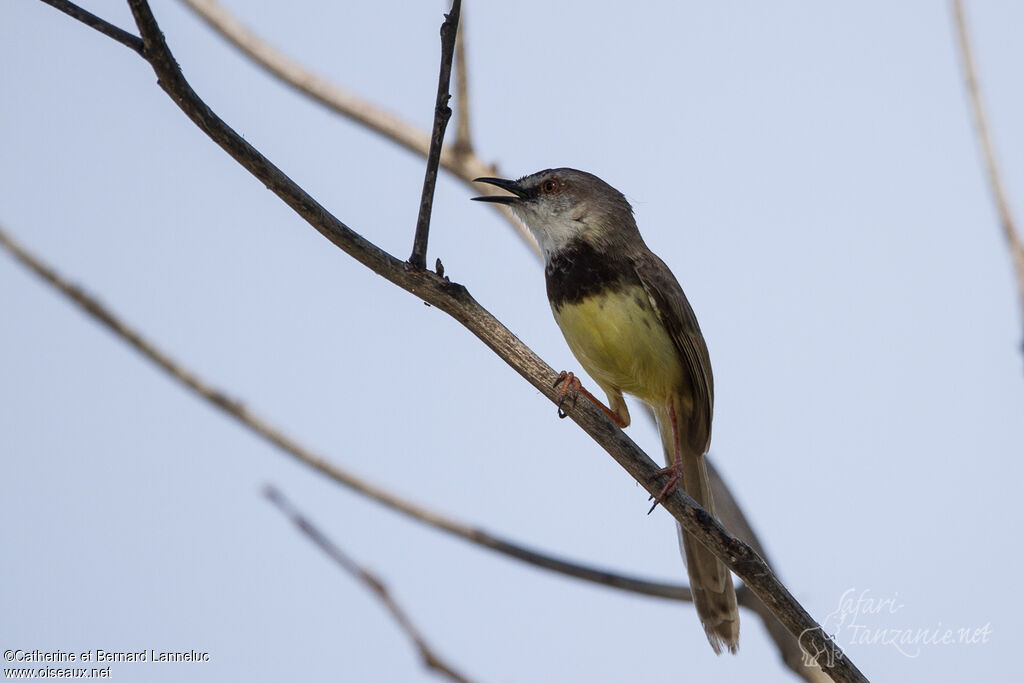 Prinia à plastron mâle adulte, identification