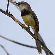 Black-chested Prinia