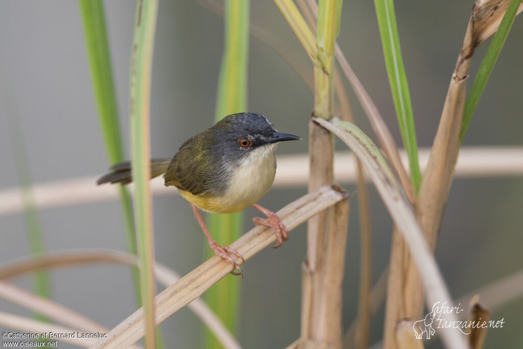 Prinia à ventre jauneadulte, identification