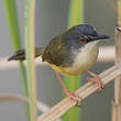 Prinia à ventre jaune