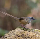 Prinia des collines