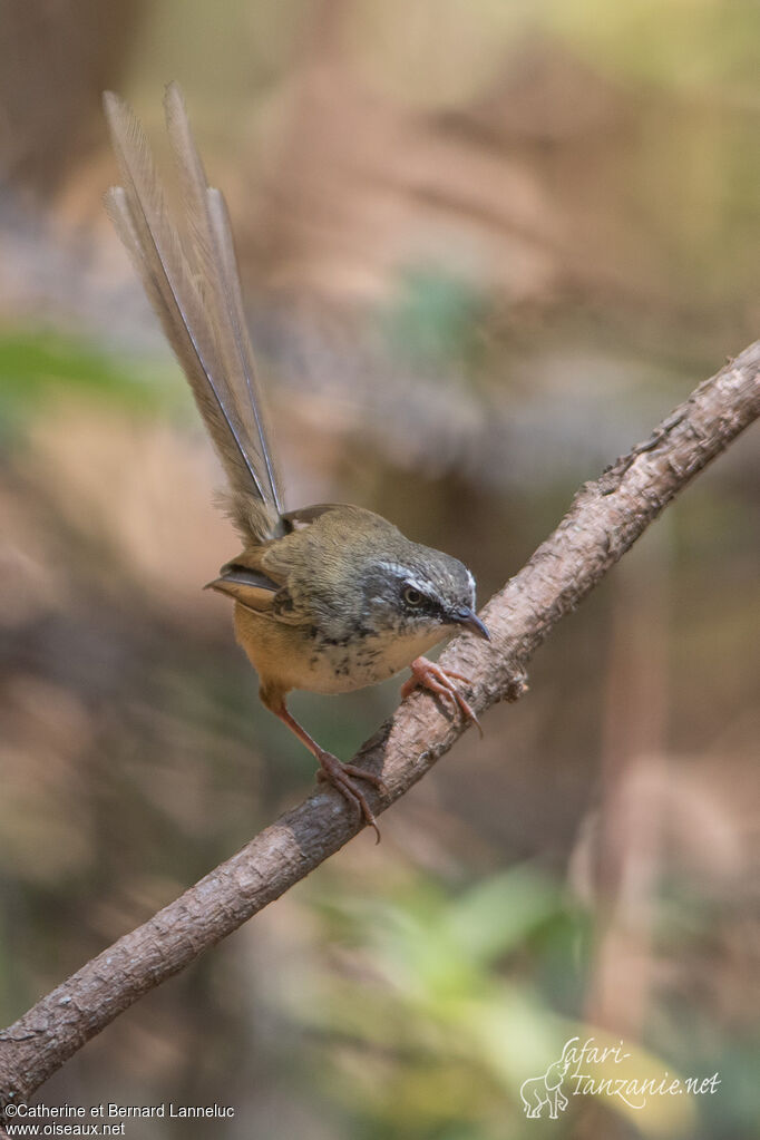 Prinia des collinesadulte, identification