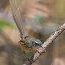 Prinia des collines