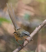 Hill Prinia