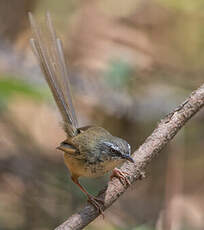 Prinia des collines