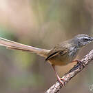 Prinia des collines