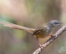 Hill Prinia