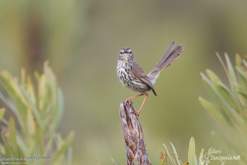 Prinia du Karrooadulte, identification