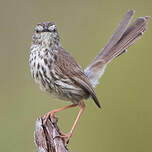 Prinia du Karroo