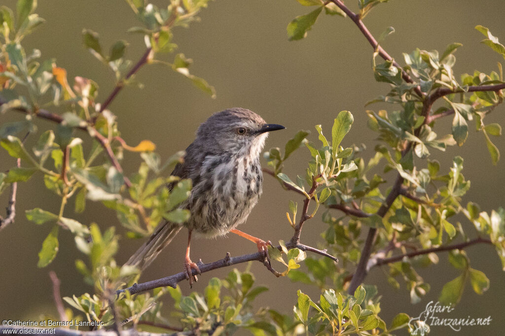 Prinia du Karrooadulte, identification