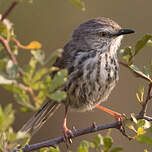 Prinia du Karroo