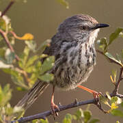 Karoo Prinia