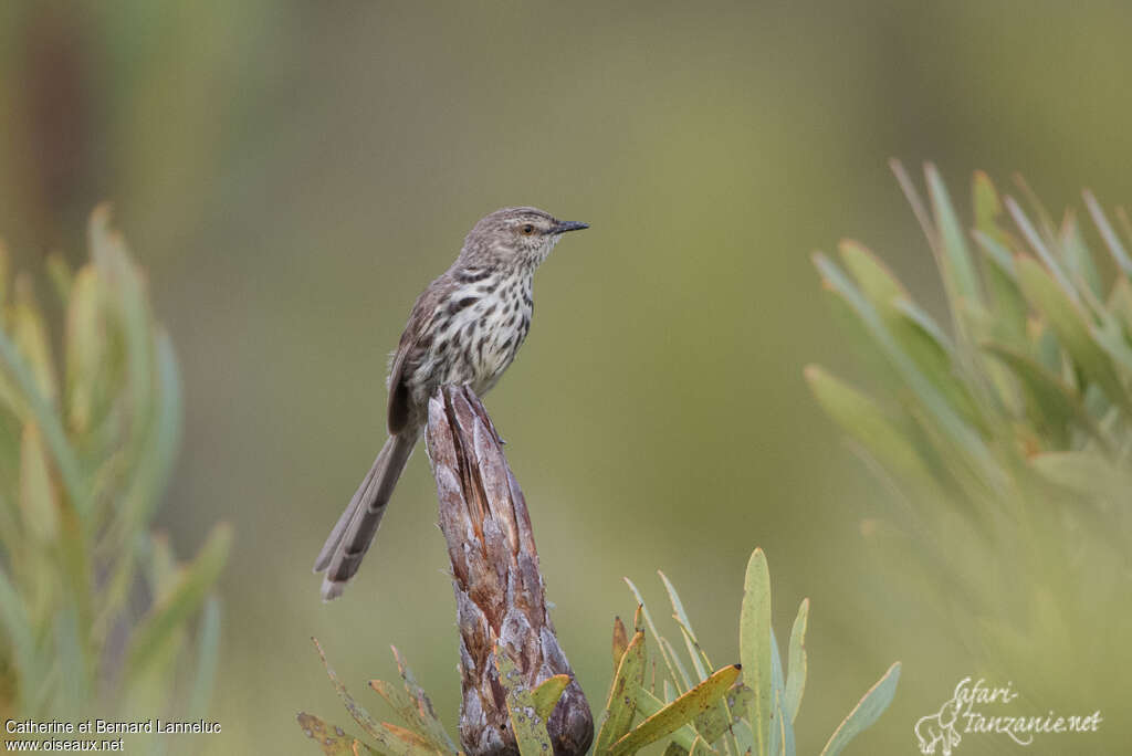 Prinia du Karrooadulte, identification