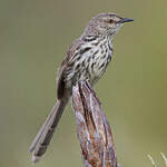 Prinia du Karroo