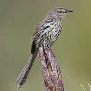 Prinia du Karroo