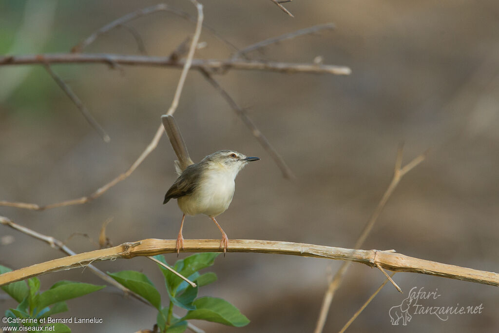 Prinia modeste