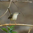 Prinia modeste