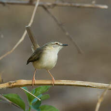 Prinia modeste