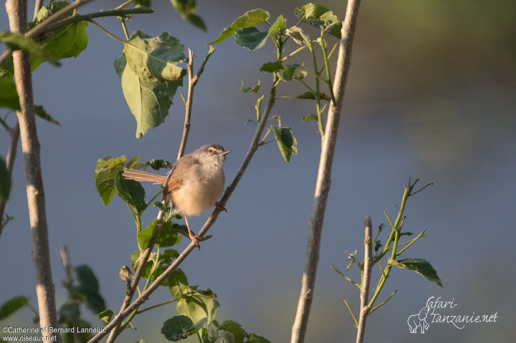 Prinia modesteadulte, identification