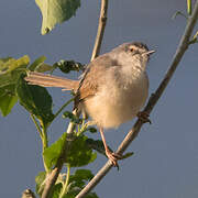 Tawny-flanked Prinia