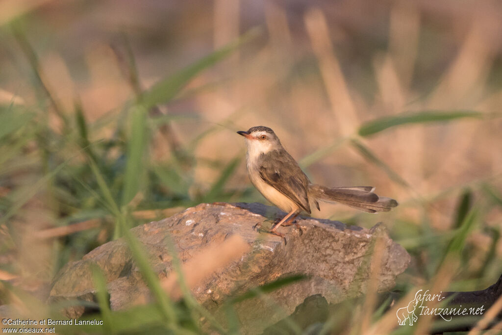 Prinia simpleadulte, identification