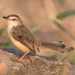 Prinia simple