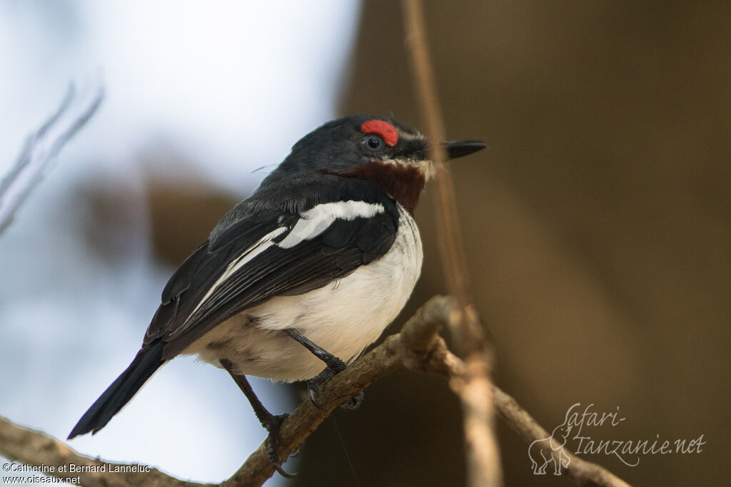 Brown-throated Wattle-eye female adult