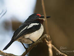 Brown-throated Wattle-eye