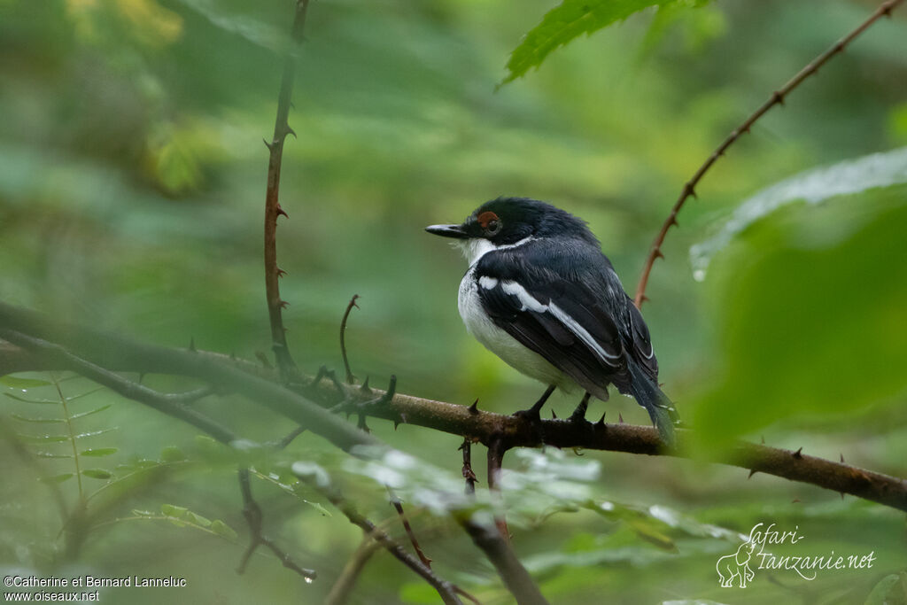 Brown-throated Wattle-eye male adult, identification