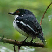 Brown-throated Wattle-eye