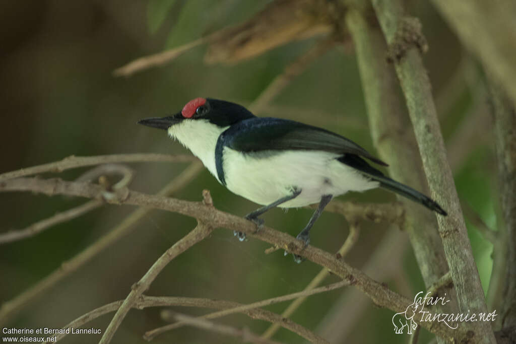 Black-throated Wattle-eye male adult, identification