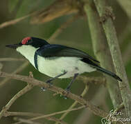 Black-throated Wattle-eye