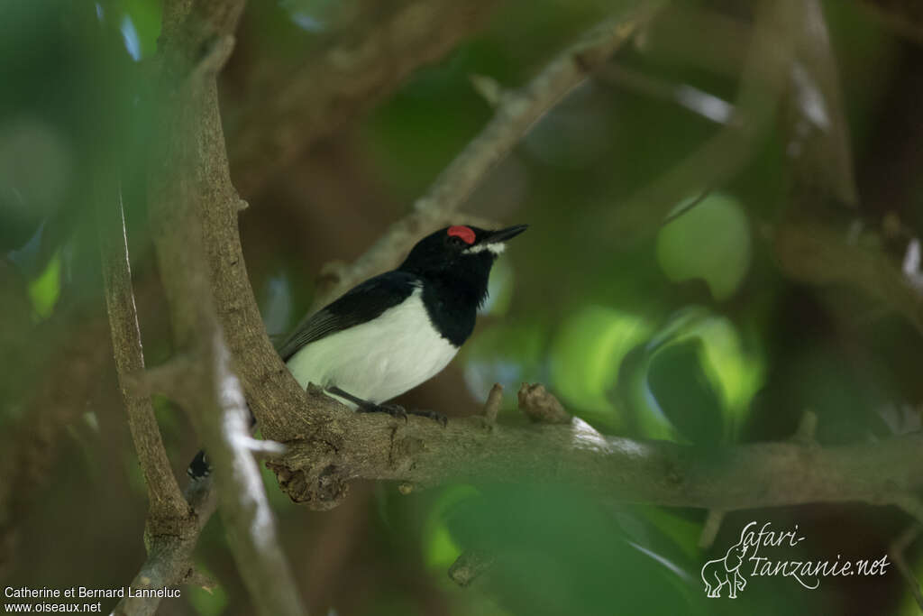 Black-throated Wattle-eye female adult, identification