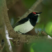 Black-throated Wattle-eye