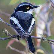 Western Black-headed Batis