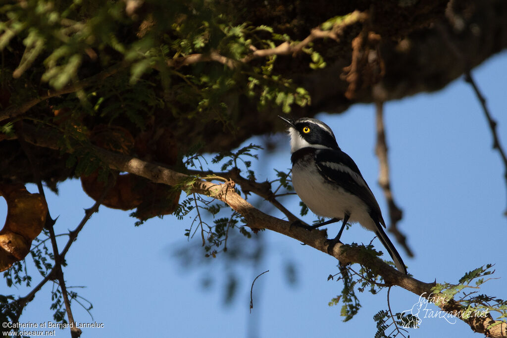 Western Black-headed Batis male adult, identification